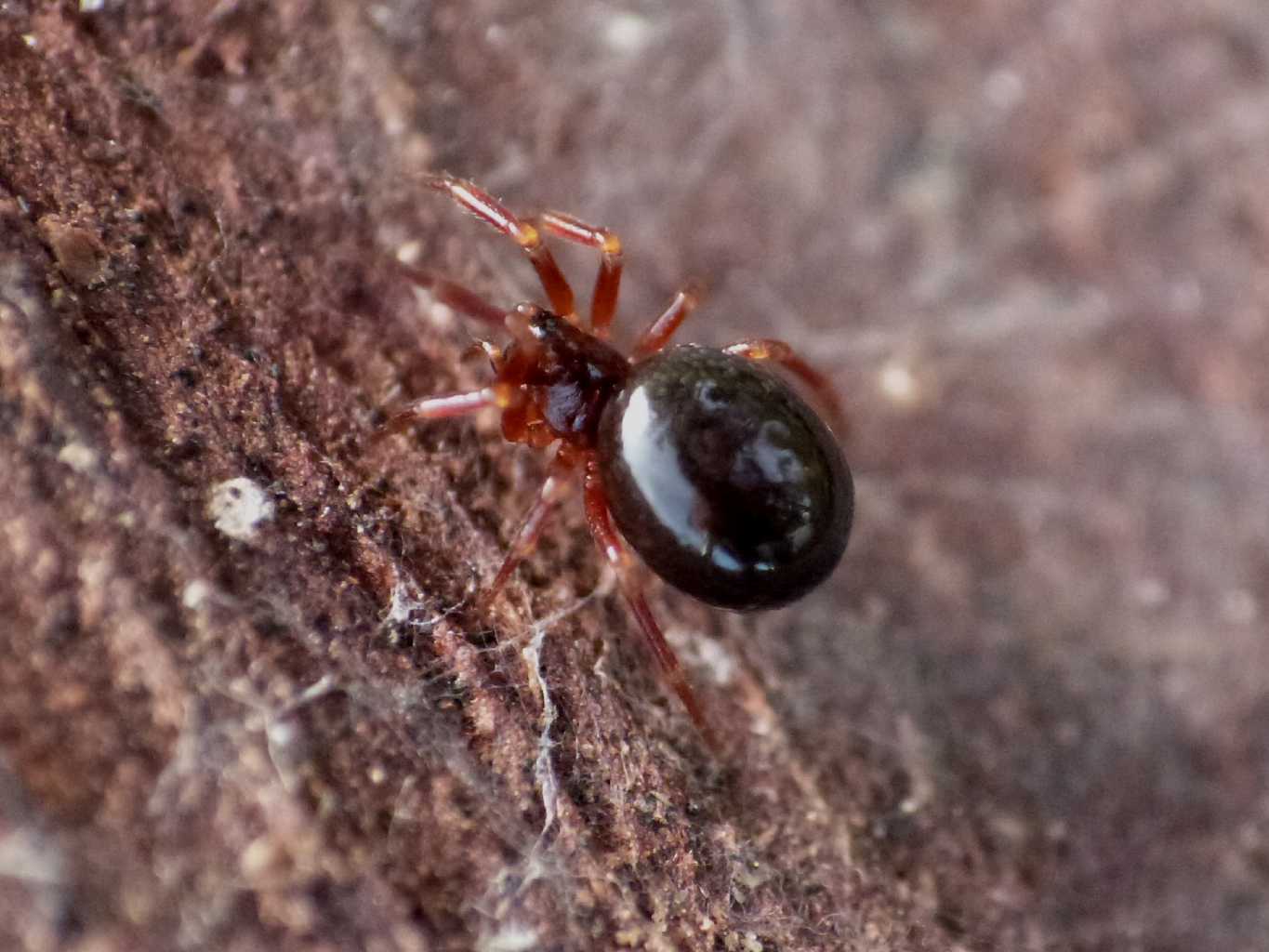 Ragnetto rosso scuro - Ostia Antica (RM): cfr Theridiidae